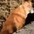 A Monster Shot Him Twice Paralyzing Him Terrified He Crawled Into A Ditch To Hide From Humans