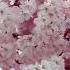 10Hr Sakura Cherry Blossoms Background Music