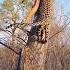 LEOPARD CARRYING A DEER AND CLIMBING A TREE