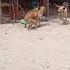 VILLAGE DOGS HAVING THEIR BEST MOMENTS