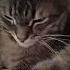 Вот так кот Cat Catfunny Catvideos котики утро милота мяу доброта