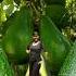 Wow Lots Of Avocado Healthyfruits Harvest Time Green Berde Satisfyingvideo Betashort