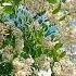 Flowers In Sukhum City 2024 Abkhazia