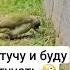Дятел врач на полянке дятел Shorts Vogel