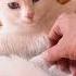 How To Wake Up A Deaf Cat