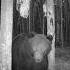 АЖ СЛЮНИ ПОТЕКЛИ медведь Bear фотоловушка