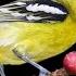 22 39 Menit Suara Burung Sirdung Sirtu Gacor Full Isian Durasi Paling Panjang