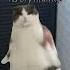 Аааа огурцы мем Shortvideo Cat Meme кот Kittens котики мемы Kitten Memes приколы прикол