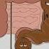 How Poop System Works Best Animation Memes Shorts