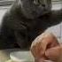 Pishak Najim Najim Cat Catlike Catfunny Mushuk Funny Catvideos Azikboom