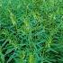 Sesame Crop Shorts Viralvideo Sescame Crop