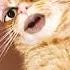 Lai Lai Song Singing Cat Joker Theme Joker Song