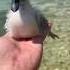 The Ugly Ducking Becomes A Swan Heartwarming Cuteanimal Cute Pets