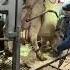 Hoof Cleaning For Cows On A Modern Farm A Huge Farm In Europe