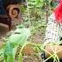 Mother Sells Ducks Then Goes To See The Man To Pay Off Old Loan Debt And Asks The Man For Help
