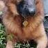 с днем рождения моя любимая Dog животные немецкаяовчарка собака овчарка