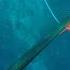 Pesca Submarina Abade