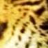 Animal Face Off Anaconda Vs Jaguar