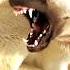 Dog Fighting Sound Trendingshorts Newtiktokvideos Shorts Doglover Animals Ytshorts Facts