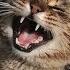 Cats Meowing Loudly Make Your Cat Or Dog Go Crazy