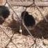 Hatching Eggs