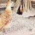 Dakhni Teetar Ke Awaz Gray Francolin Voice Irani Birds 16 June 2025