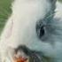 Cute Rabbit Eating Carrot Rabbit Rabbit Funny Funnyrabbit Viral