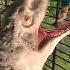 Indominus Rex Dinosaurs Attack Man Falls In Jurassic Park Shorts Dinosaurs