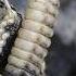 Rattlesnake Sounds