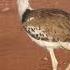 Kori Bustard Bird Walking In The Field Kori Bustard Bird Walk Field Nature Wildlife HA83676