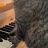 I Play A Piano Duet With My Cat Catpiano Cat Piano