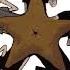 Limp Bizkit Chocolate Starfish And The Hot Dog Flavored Water Bonus CD