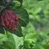 Pimenta Carolina Reaper Plantas Pimentas Frutas Garden Pimentao AGRO