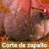Un Gran Zapallo De Chile Zapallo Feria Trabajo Suscribe