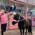 Ella And Black DANCING Shortsvideo Pony Dancing Trending