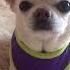 Поздравляю с днём рождения Chihuahua чихуахуа
