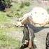 Great Survival Skills Vid553