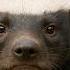 10 Most Fearless Animals In The World