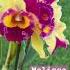 Please Comment If You Think This Is A Good Deal From BetterGro Blooming Cattleya For 29