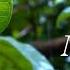 МУЗЫКА ДЛЯ ДУШИ Мелодия леса RELAX THE BEST