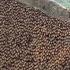 Tree Climbing Skills Without Fear Of Heights Harvesting Honey From Dangerous Tall Trees
