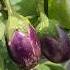 That S Story Of Brinjal Terracegarden Nature Freshly Nafisa Jasmin