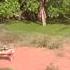Crocodile Bites Foot Off Another Crocodile