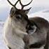 Reindeer A Day In The Life Stories For Kids