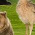 Lovely Animal Moments Capybara Ostrich Sheep Dog Cat Brown Bear Snow Owl Animal Video