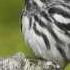 Black And White Warbler In Maine