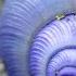 Purple Sea Snail Facts The Bubble Raft Snail Animal Fact Files