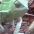 Йеменский хамелеон Chamaeleon Calyptratus