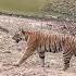 Tigress DJ 9 Of Mukki At Kanha Kanha Khatiya Mp Wildlife Wildlifephotography Tigersafari