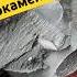 Нашел окаменелости в глине камнемания Fossilhunting Fossils золото серебро минералы